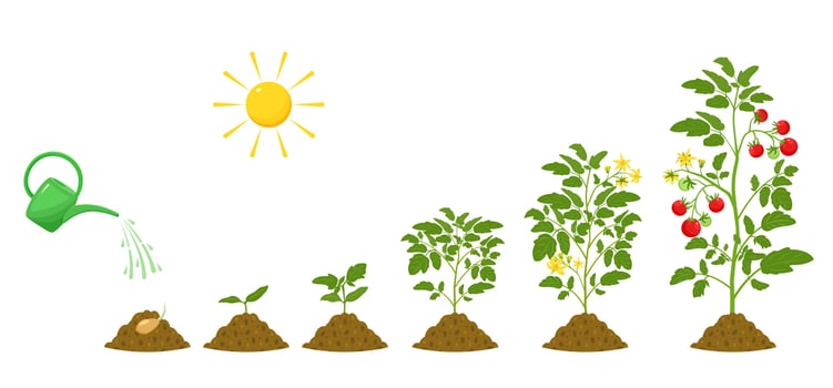 Stages of growth of tomatoes. Irrigation and conditions for plant germination in agriculture. Botanical infographic. vector