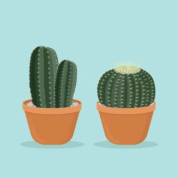 Cactus in clay pot illustration vector