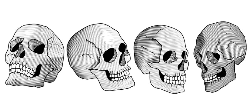 Hand drawn anatomical skulls vector sets. Collection of drawing skeletal human skulls contour shading isolated on white background. Design illustration for print, decoration, sticker, fabric, tattoo.