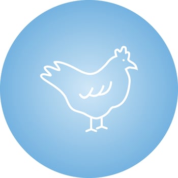 Beautiful Chicken Line Vector Icon
