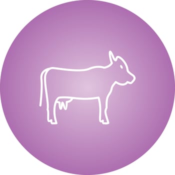 Beautiful Cow Line Vector Icon