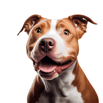 A cute pitbull with a happy smile png