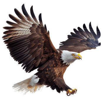 american bald eagle with clipping  path png