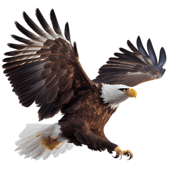 american bald eagle png