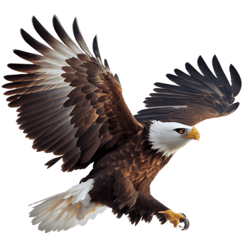 american bald eagle png