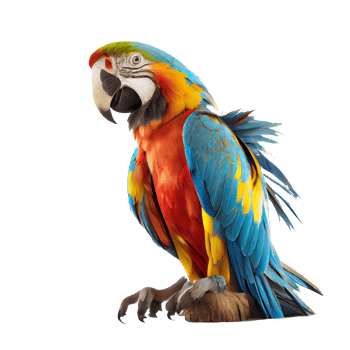 blue and yellow macaw png