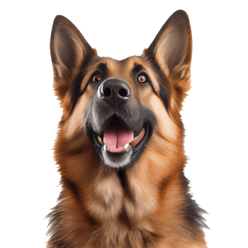 portrait of a dog png