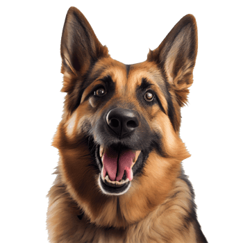 portrait of a dog png