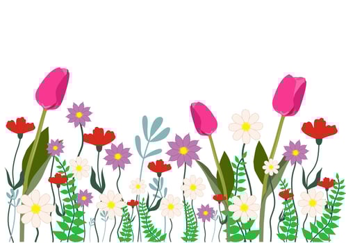 Horizontal white background or floral backdrop decorated with gorgeous multicolored blooming flowers and leaves border. Tulip, poppy, chamomile. Spring botanical flat vector illustration on white back