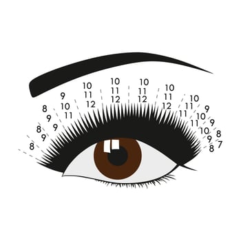 Asian eye chart. Eyelash extension. Instruction. Procedure. Eyelash type and shape. Brown eye. Tutorial. vector