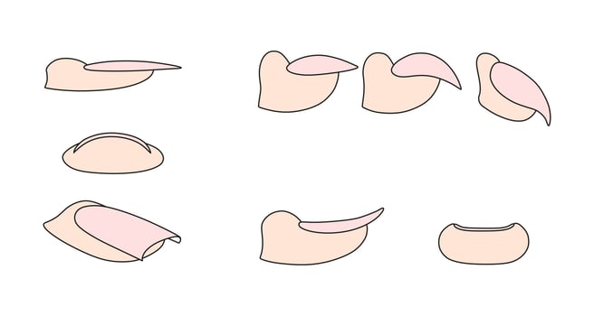 Nail growth forms. Beauty salon instruction. Lady fingers. vector