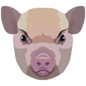 Micro Pig face. Vector illustration with cute mini pig. Isolated on white background.