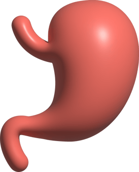 3d illustration of stomach png