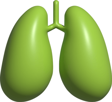 3d illustration of lungs png