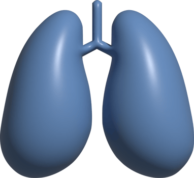 3d illustration of lungs png