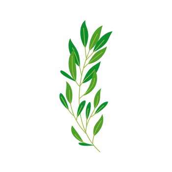 laurel wreath isolated png