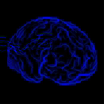 uman brain vector drawing