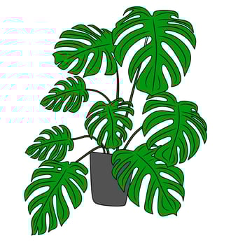 ornamental plant pictures for coloring book vector
