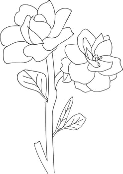 Gradenia flower line art, vector illustration, hand-drawn pencil sketch, coloring book, and page, isolated on white background clip art.