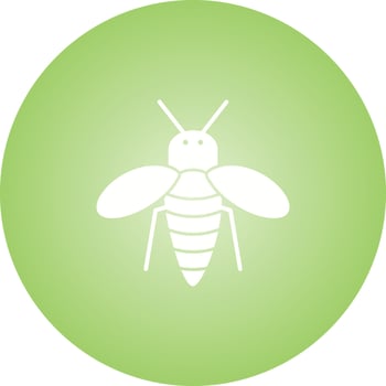 Unique Honey Bee Vector Glyph Icon