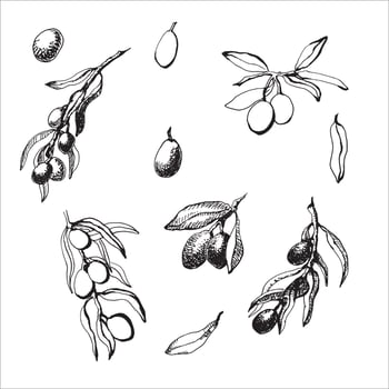 Hand drawn vector illustration of olive branches. Isolated on white background. Vector Illustration for printing on t-shirt, Web Design, beauty Salons, Posters, creating a logo and Patterns