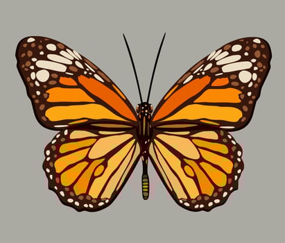 Vector illustration of monarch butterfly.