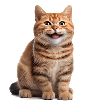 happy cat transparent background png