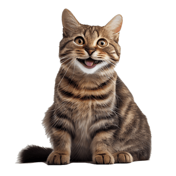 happy cat transparent background png