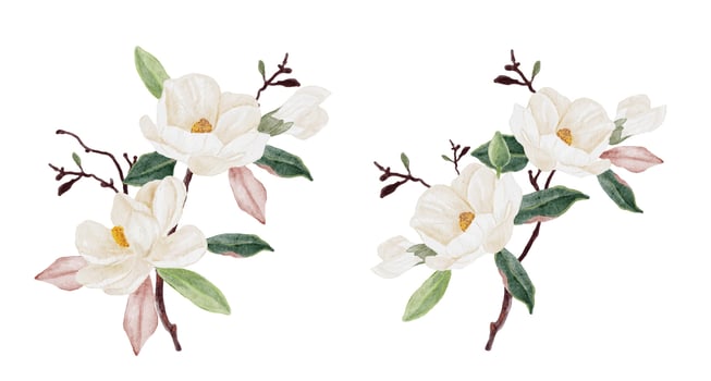watercolor white magnolia flower and leaf bouquet clipart collection isolated on white background vector