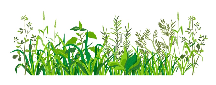 Grass with leaves, weed and herbs rural areas vector