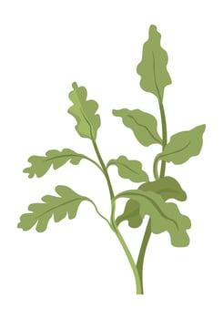 Wild grass or weed, flower with leaves foliage vector