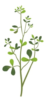 Herb or grass, organic natural spices or decor vector
