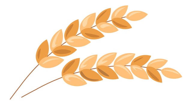 Ear of wheat or barley, oat cops harvesting vector
