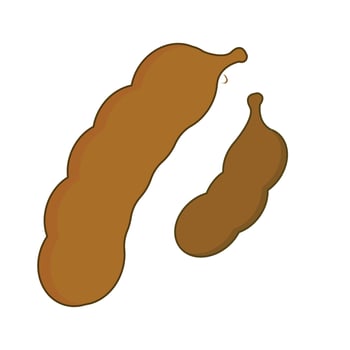 tamarind logo icon vektor template vector