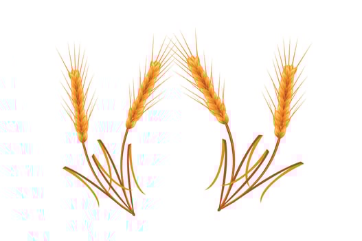 Concept of Golden wheat vector illustration design