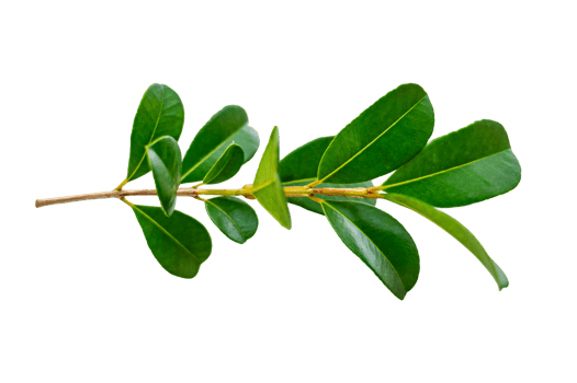 leaf vine Isolate on transparent background PNG file
