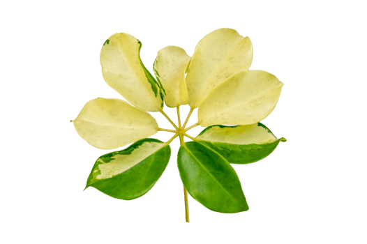 leaf vine Isolate on transparent background PNG file
