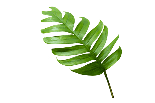 tropical jungle monstera leaves isolated on transparent background PNG file