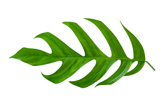 tropical jungle monstera leaves isolated on transparent background PNG file