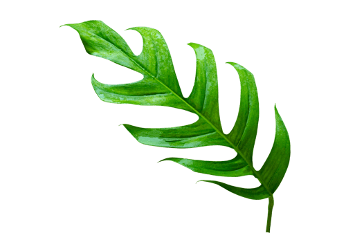 tropical jungle monstera leaves isolated on transparent background PNG file