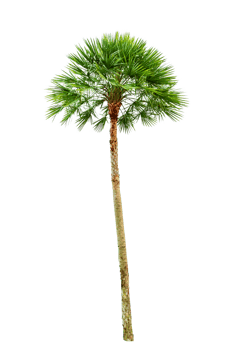 Isolated  trees  on transparent background PNG file