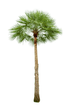 Isolated  trees  on transparent background PNG file