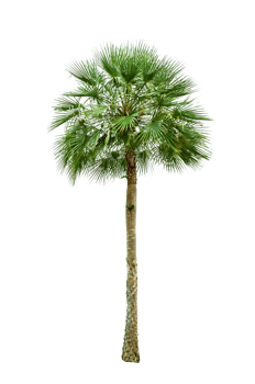 Isolated  trees  on transparent background PNG file