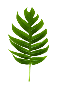 tropical jungle monstera leaves isolated on transparent background PNG file