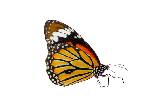 butterfly Isolated on transparent background PNG file