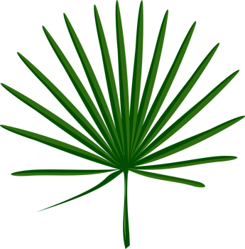 Tropical leaf with green color and veining in round shape png