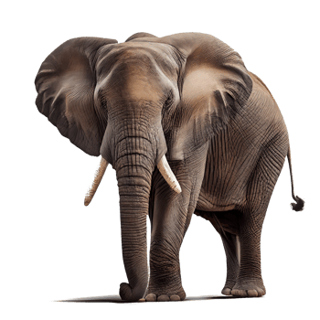 African elephant on transparent background png
