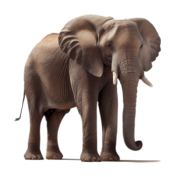 African elephant on transparent background png