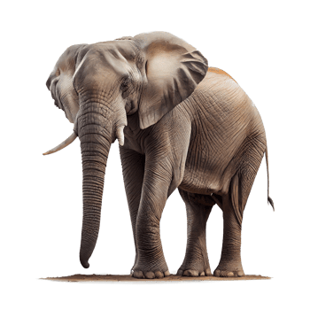 African elephant on transparent background png
