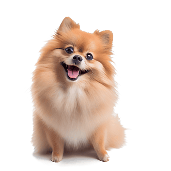 Cute and happy dog png